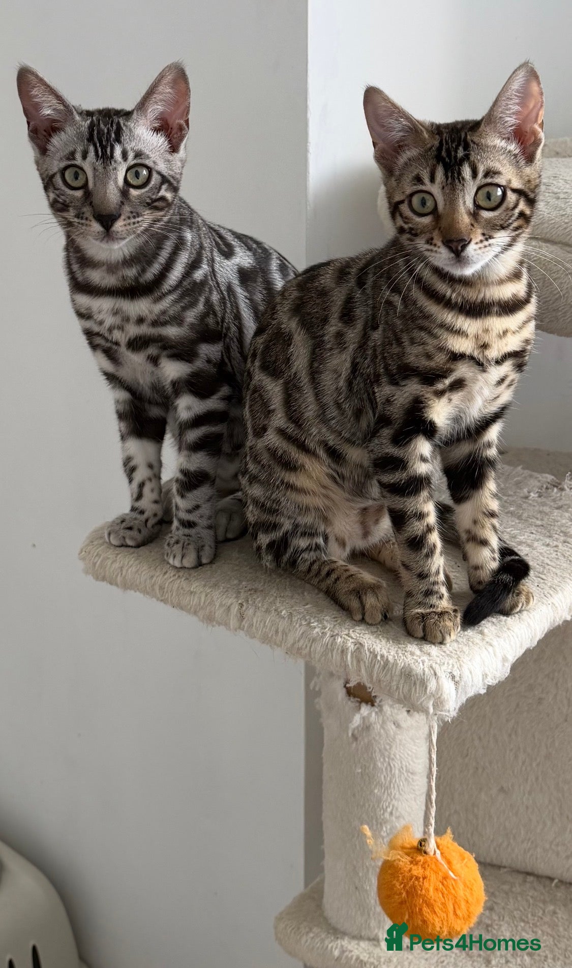 Bengal cats BENGAL 🔥 KITTENS TICA REGISTERED  - Advert 1