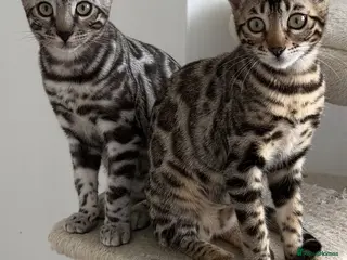 Bengal cats BENGAL 🔥 KITTENS TICA REGISTERED - Advert 1