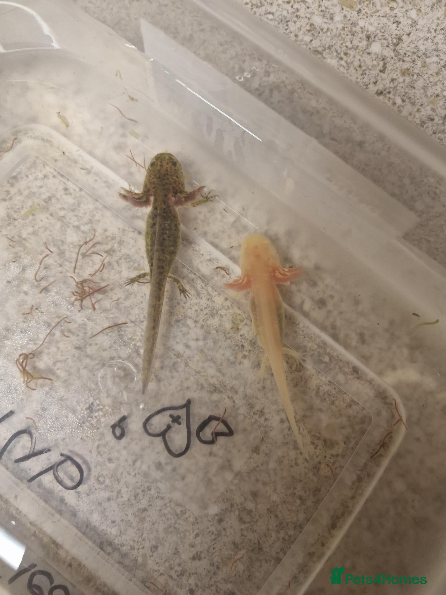 Angelfish fish AXOLOTLS - Advert 9