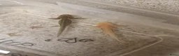 Angelfish fish for sale: AXOLOTLS in Sheffield - Advert 1