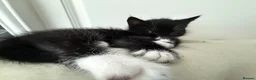 Mixed Breed cats for sale: Cute, healthy & playful kittens 7weeks in London - Advert 3
