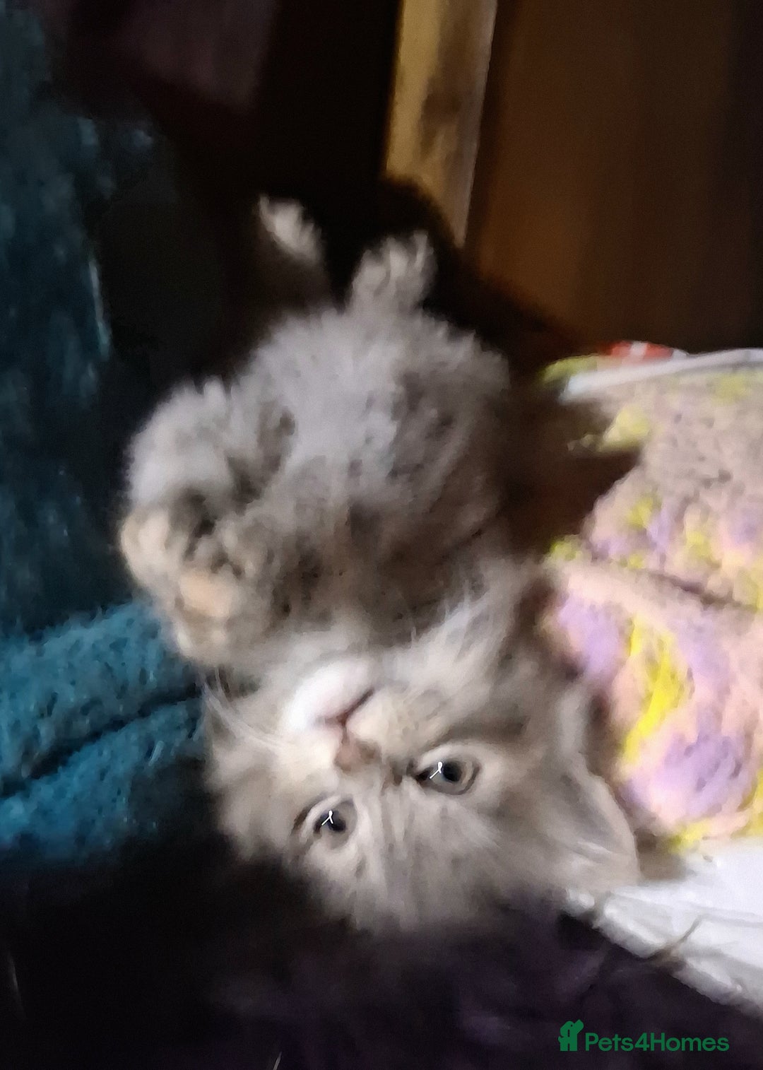 Mixed Breed cats for sale: AWESOME FLUFFY CHUNKY NORWEGIAN FOREST CAT X - Advert 6