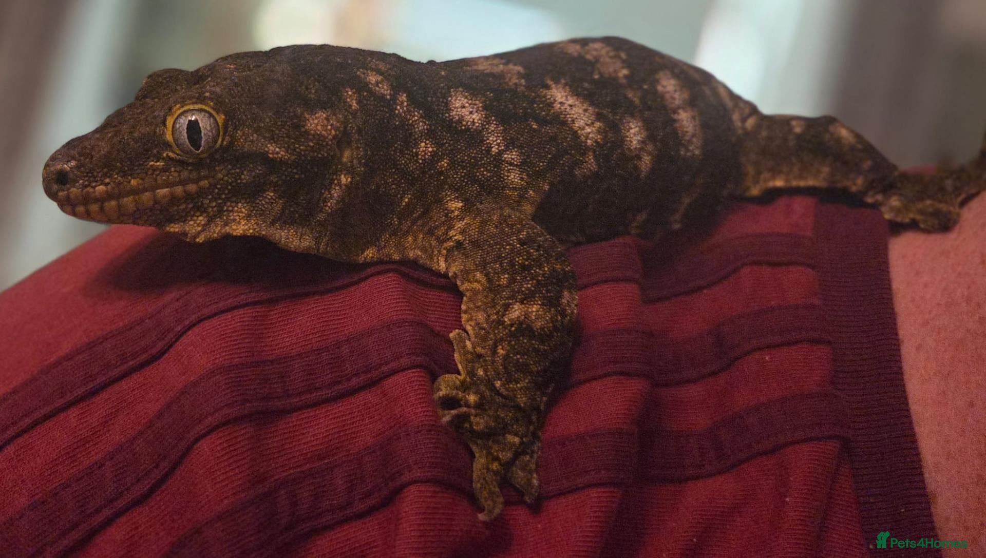 Gecko reptiles for sale: Crested & leopard gecko babies - Advert 2