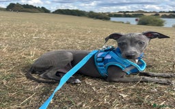 Italian Greyhound dogs for sale: Last blue boy kc reg ready now fully vaccinated  - Image 3