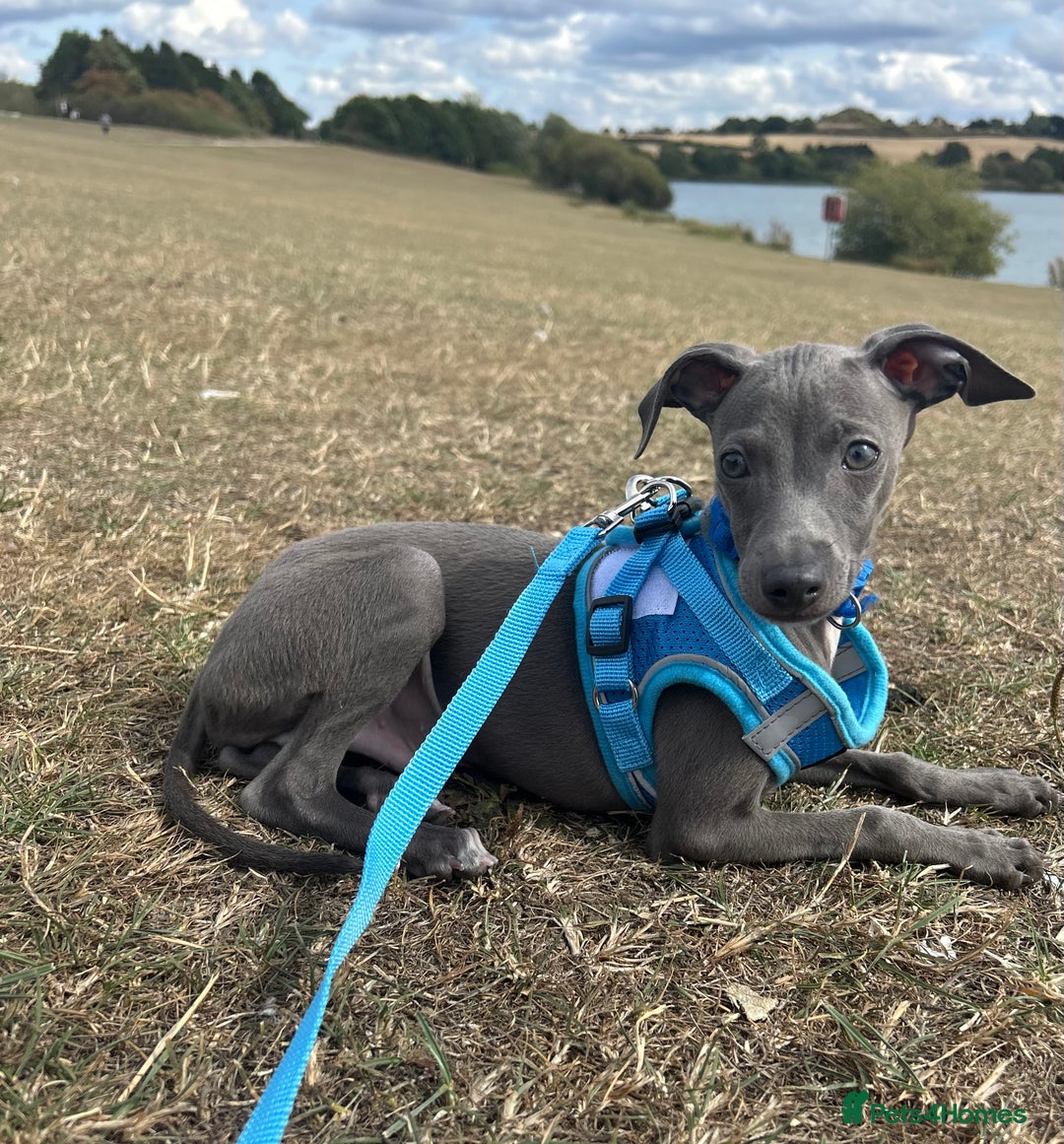 Italian Greyhound dogs for sale: Last blue boy kc reg ready now fully vaccinated  - Image 3