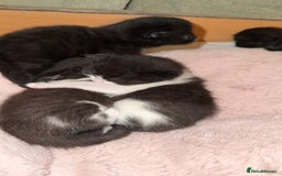 Domestic Shorthair cats for sale: 3 gorgeous kittens 6 weeks old atm - Image 8