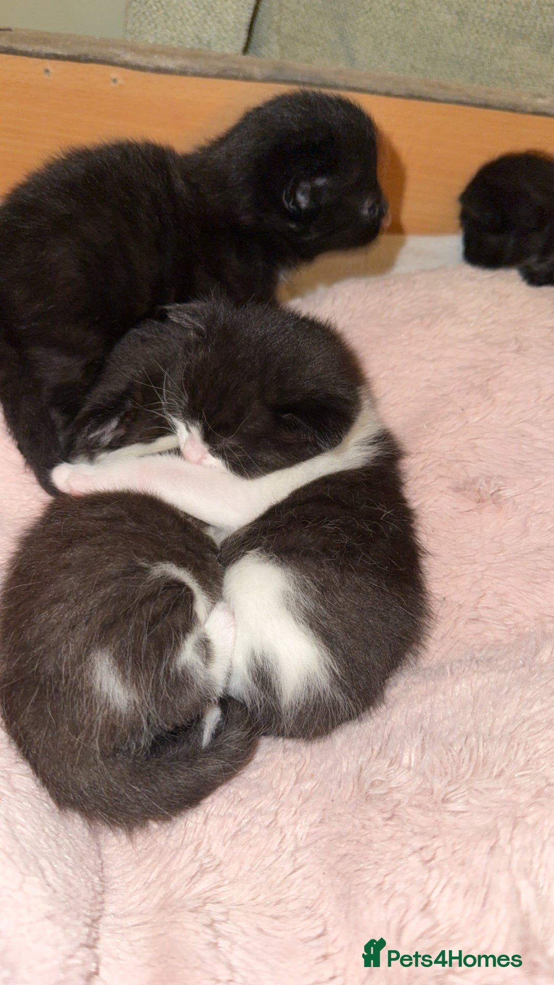 Domestic Shorthair cats for sale: 3 gorgeous kittens 6 weeks old atm - Image 8