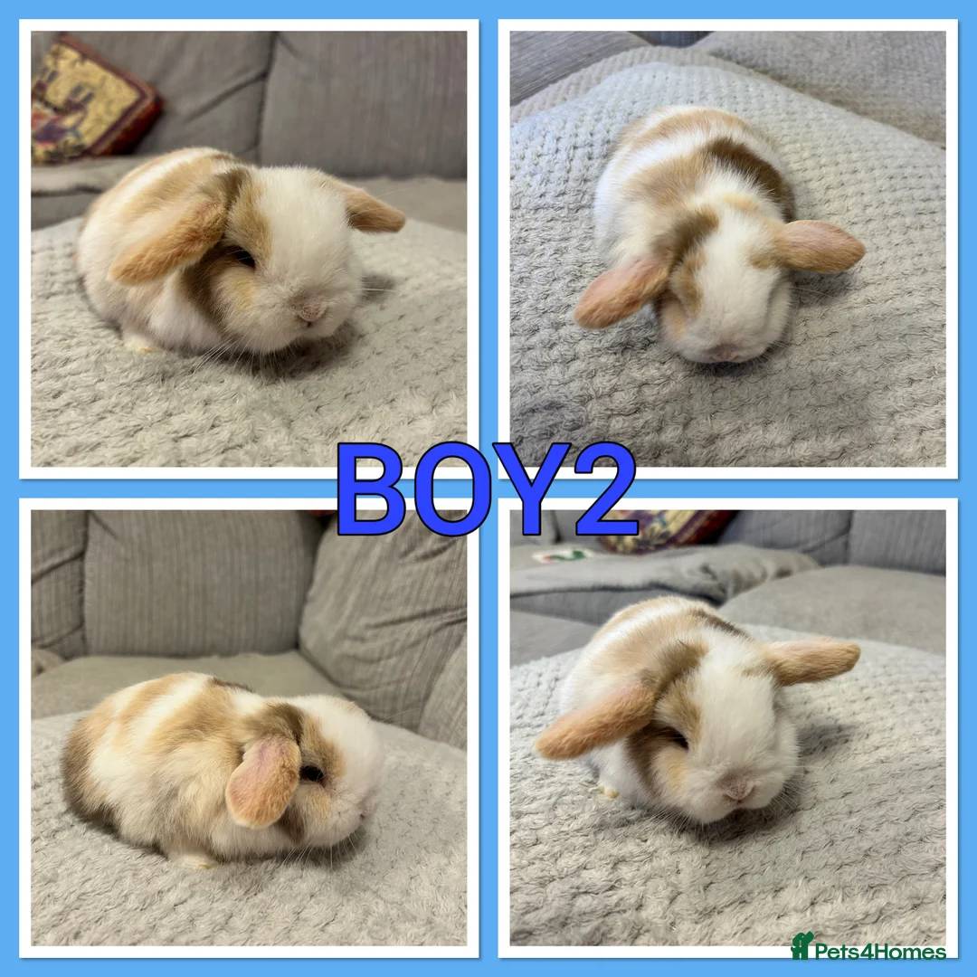 Mini Lop rabbits for sale: Pure mini lop babies  - Advert 2