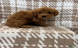Cavapoo dogs for sale: Beautiful Fox 🦊 Red Cavapoos  - Image 7