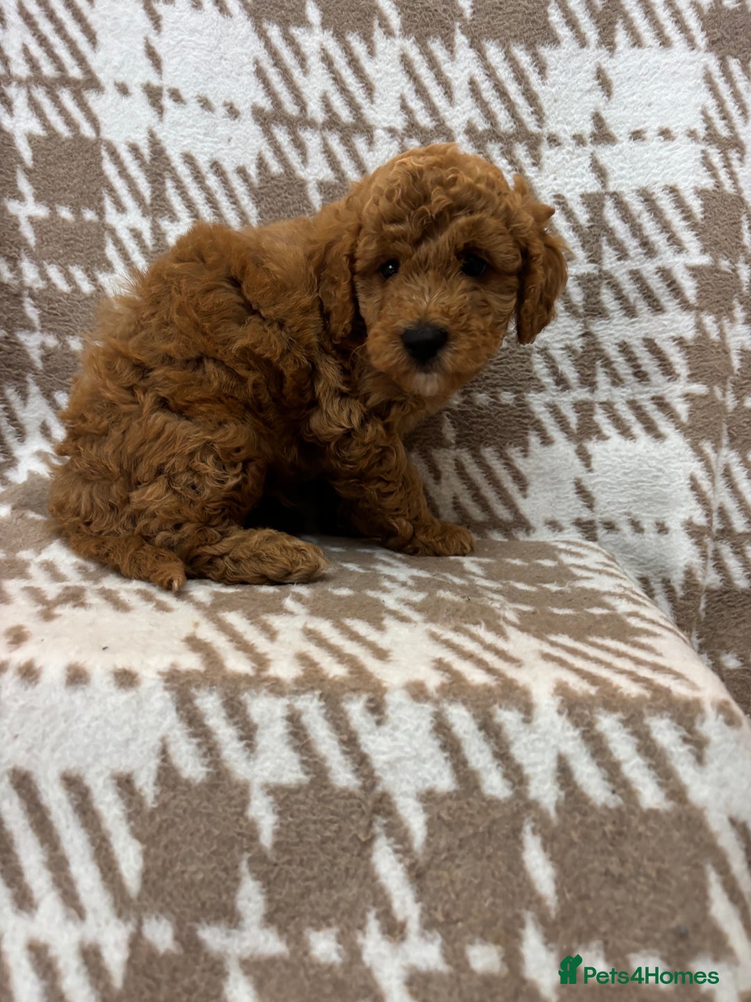 Cavapoo dogs for sale: Beautiful Fox 🦊 Red Cavapoos  - Image 7