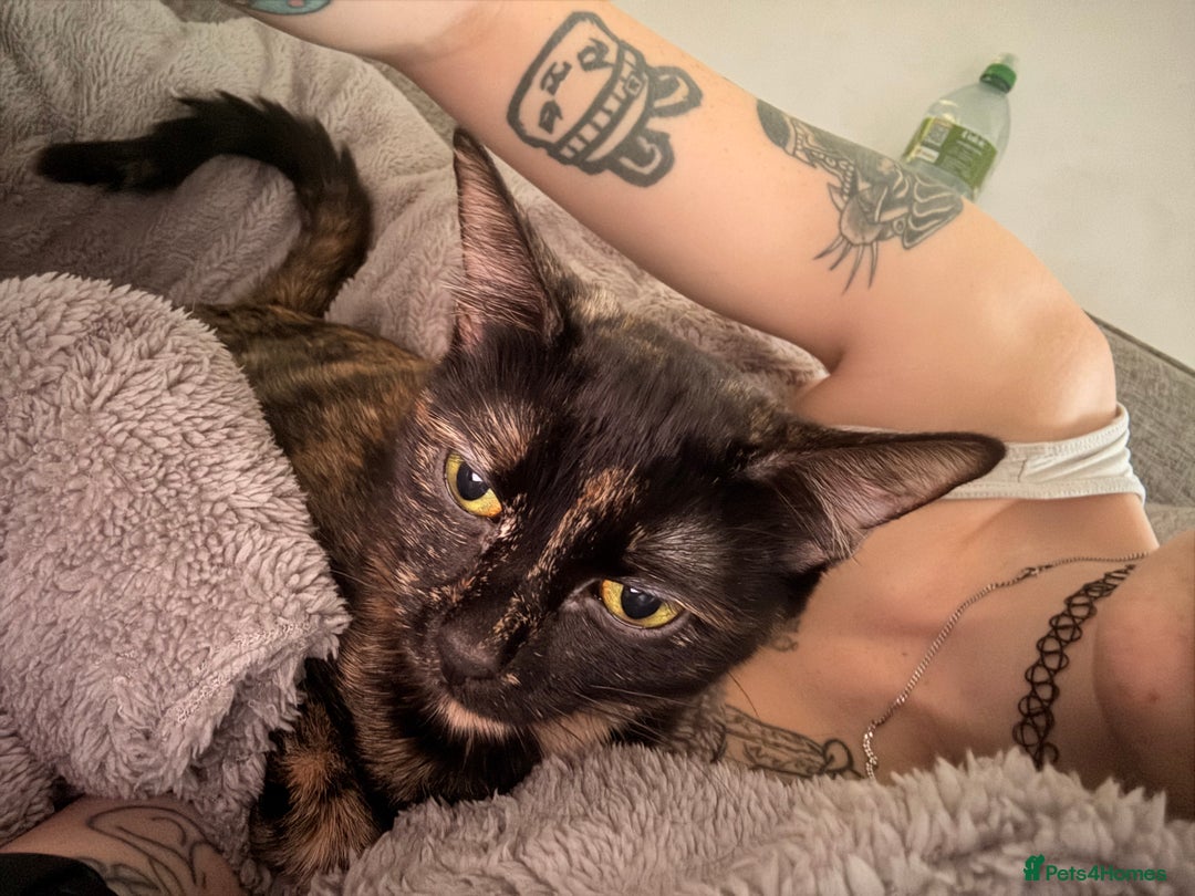 British Shorthair cats for sale: Cuddly INDOOR Tortoiseshell female  - Advert 6