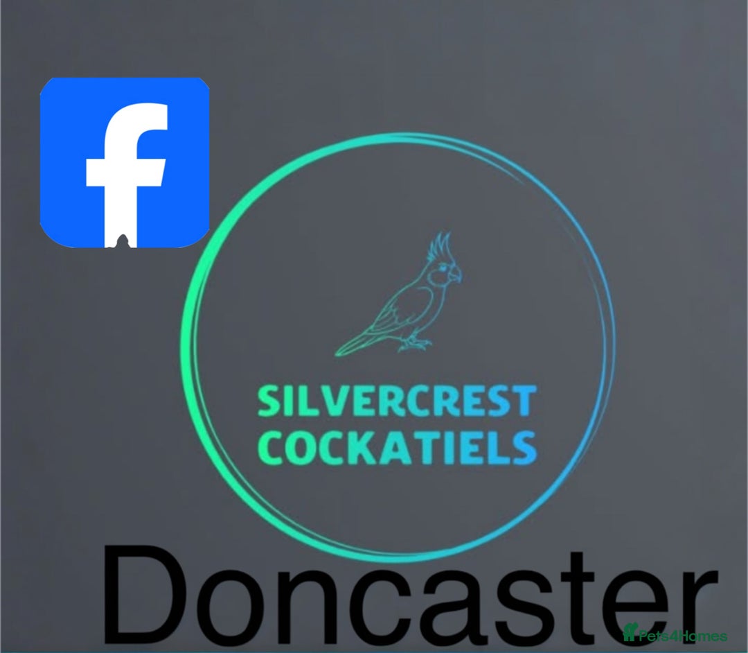 Cockatiels birds for sale: Cockatiels (silvercrest cockatiels doncaster) - Advert 1