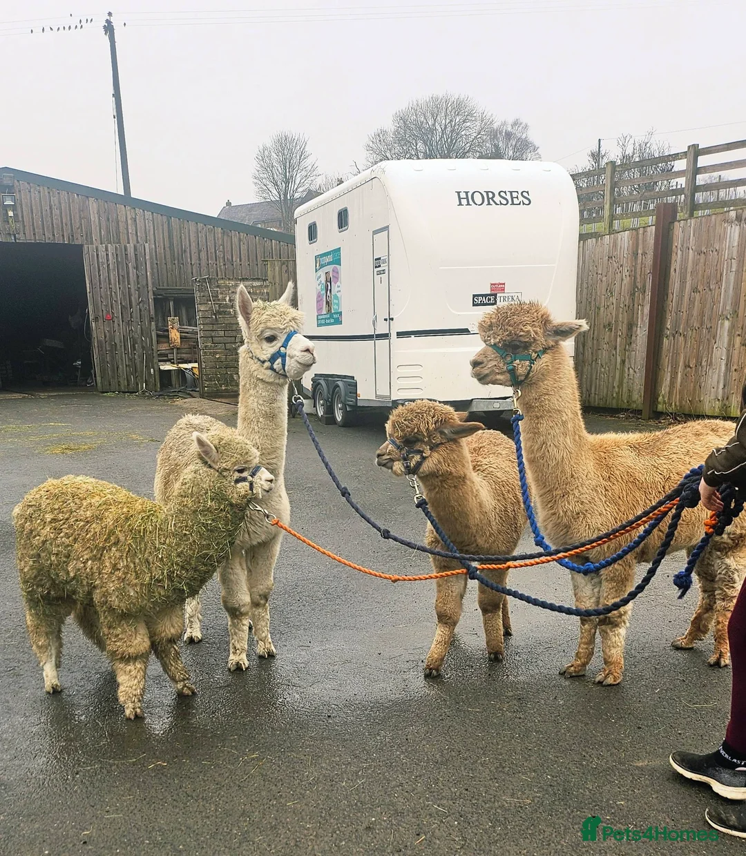 Alpaca livestock for sale: Walking boys - Advert 1