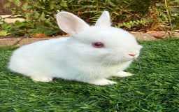 Netherland Dwarf rabbits for sale: Pure Netherland Dwarf  - Image 4