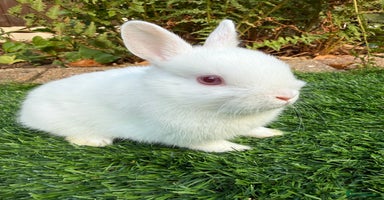 Netherland Dwarf rabbits - Advert 16