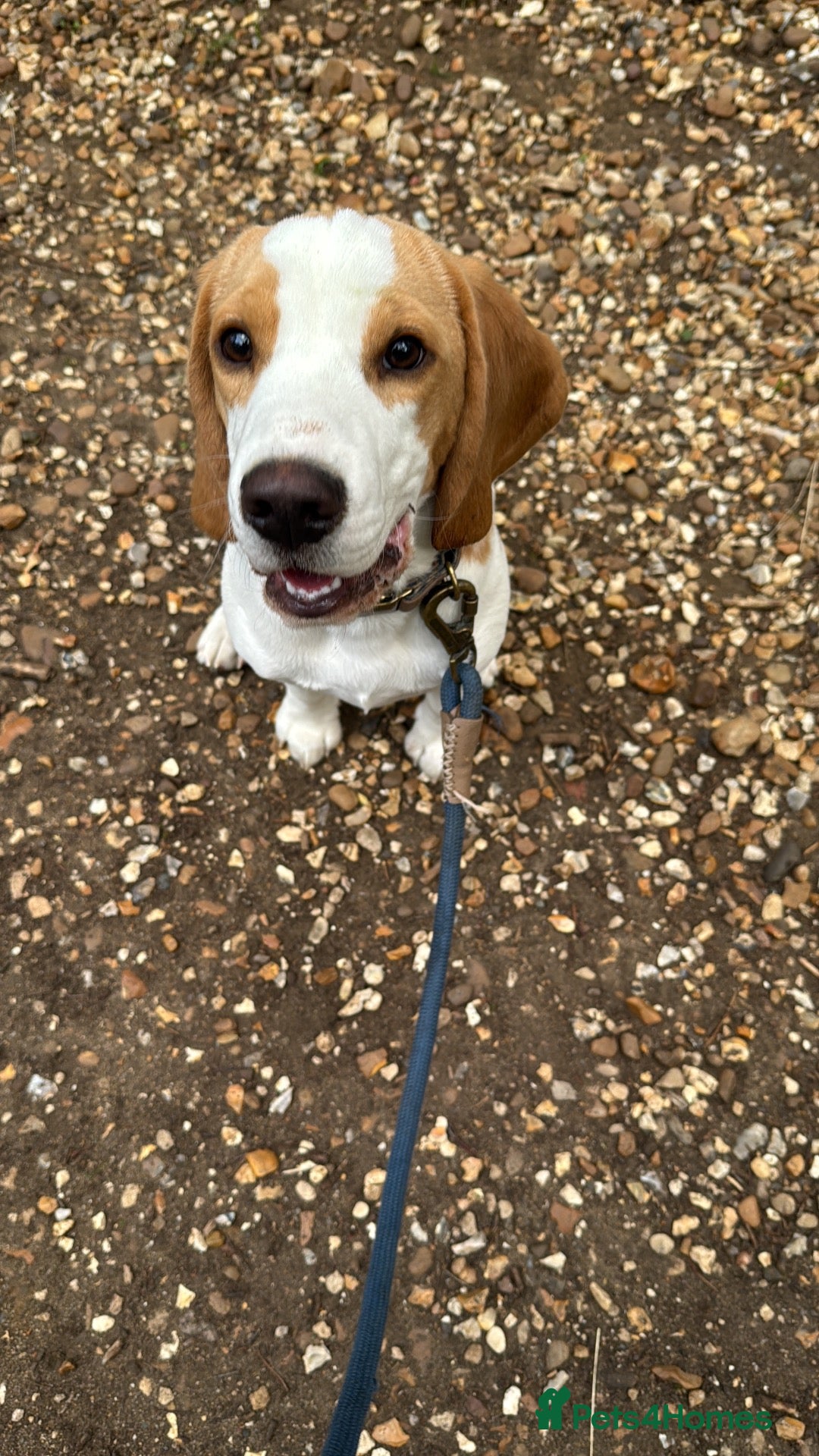 Beagle dogs Boy Lemon/Tan Pedegree Beagle - 5 months  - Advert 2