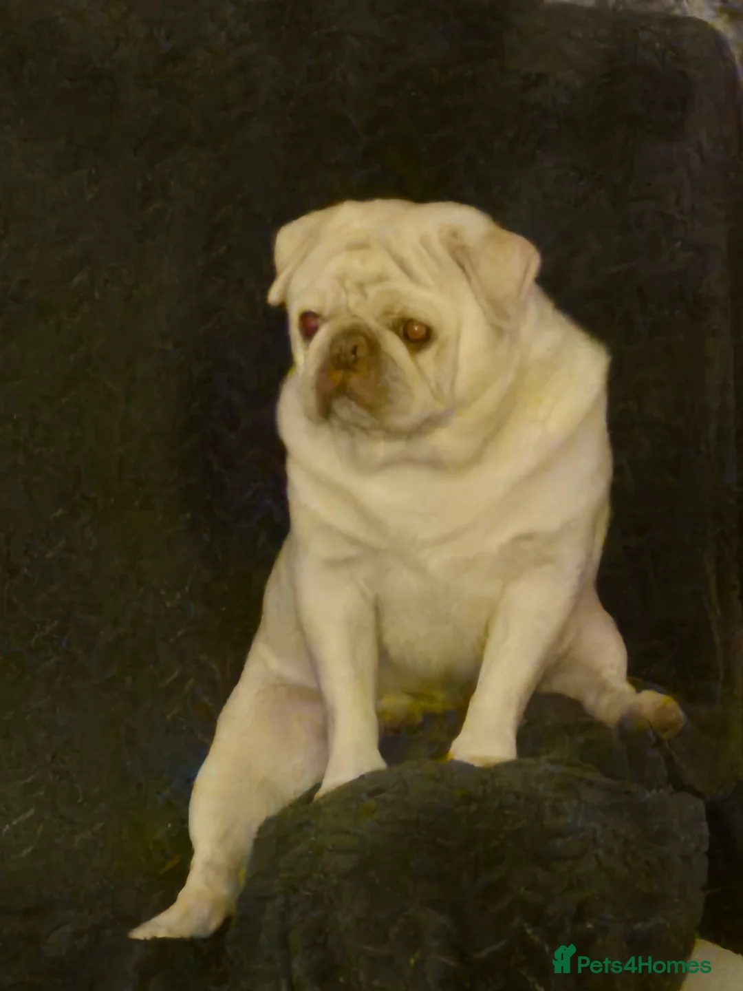 Pug dogs for stud: PUG FOR STUD - Advert 3