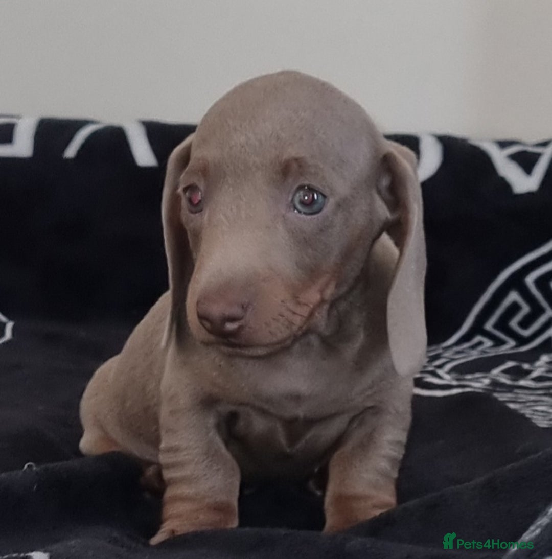 Dachshund dogs for sale: Gorgeous Mini Dachshund puppy's  - Image 22
