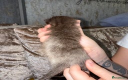 Mixed Breed cats for sale: 3 Gorgeous Girls - Image 6