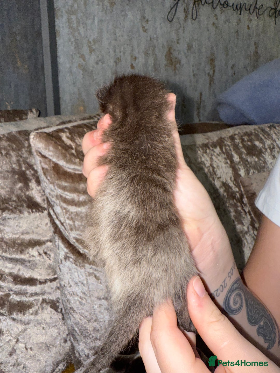 Mixed Breed cats for sale: 3 Gorgeous Girls - Image 6