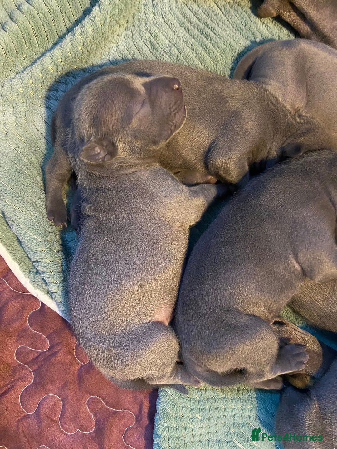 Thai Ridgeback dogs for sale: Stunning Blue Thai Ridgeback Puppies for Sale - Advert 13