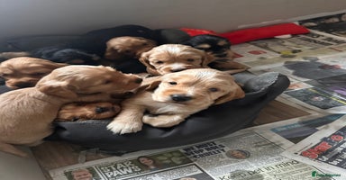 Cocker Spaniel dogs - Advert 11