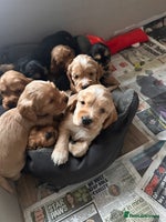 Cocker Spaniel dogs - Advert 3