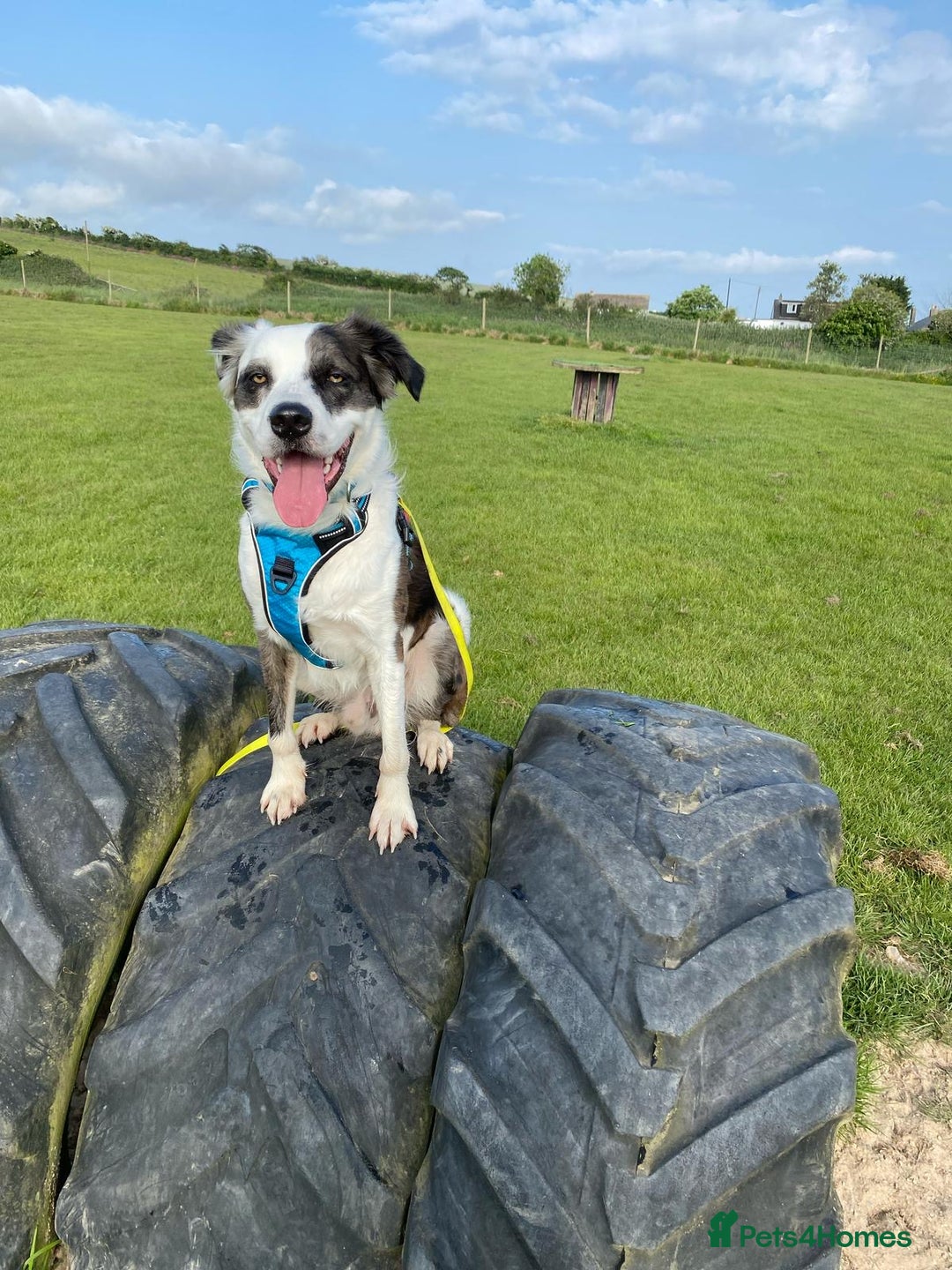 Mixed Breed dogs for adoption: Urgent Foster To Adopt Buddy 🚨  - Image 4