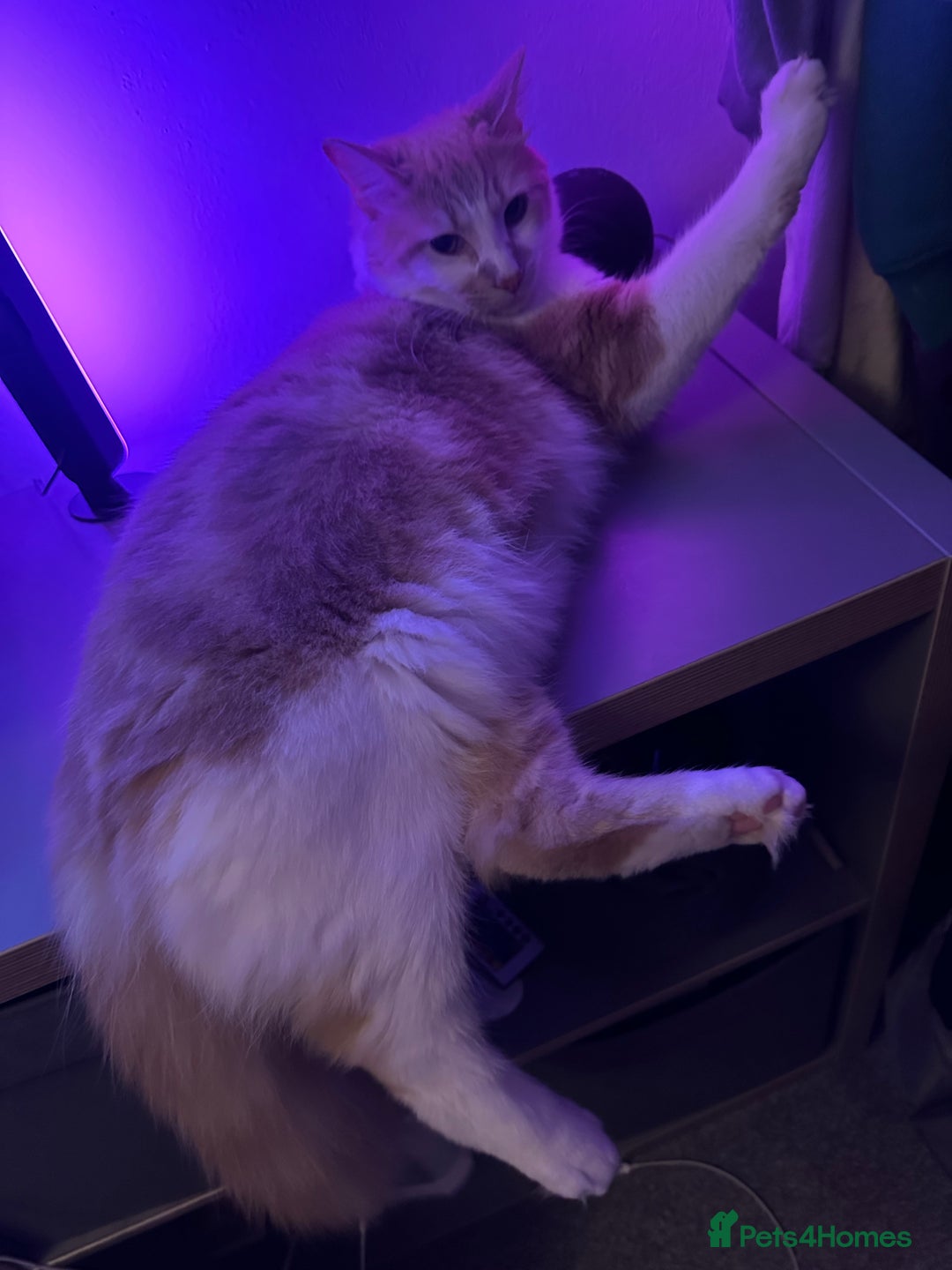 Mixed Breed cats for sale: Beautiful and affectionate 1 year old male - Advert 12