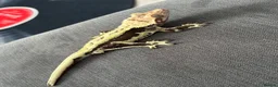 Gecko reptiles for sale: Lilly White Crested Gecko For Sale in Hertford - Advert 5