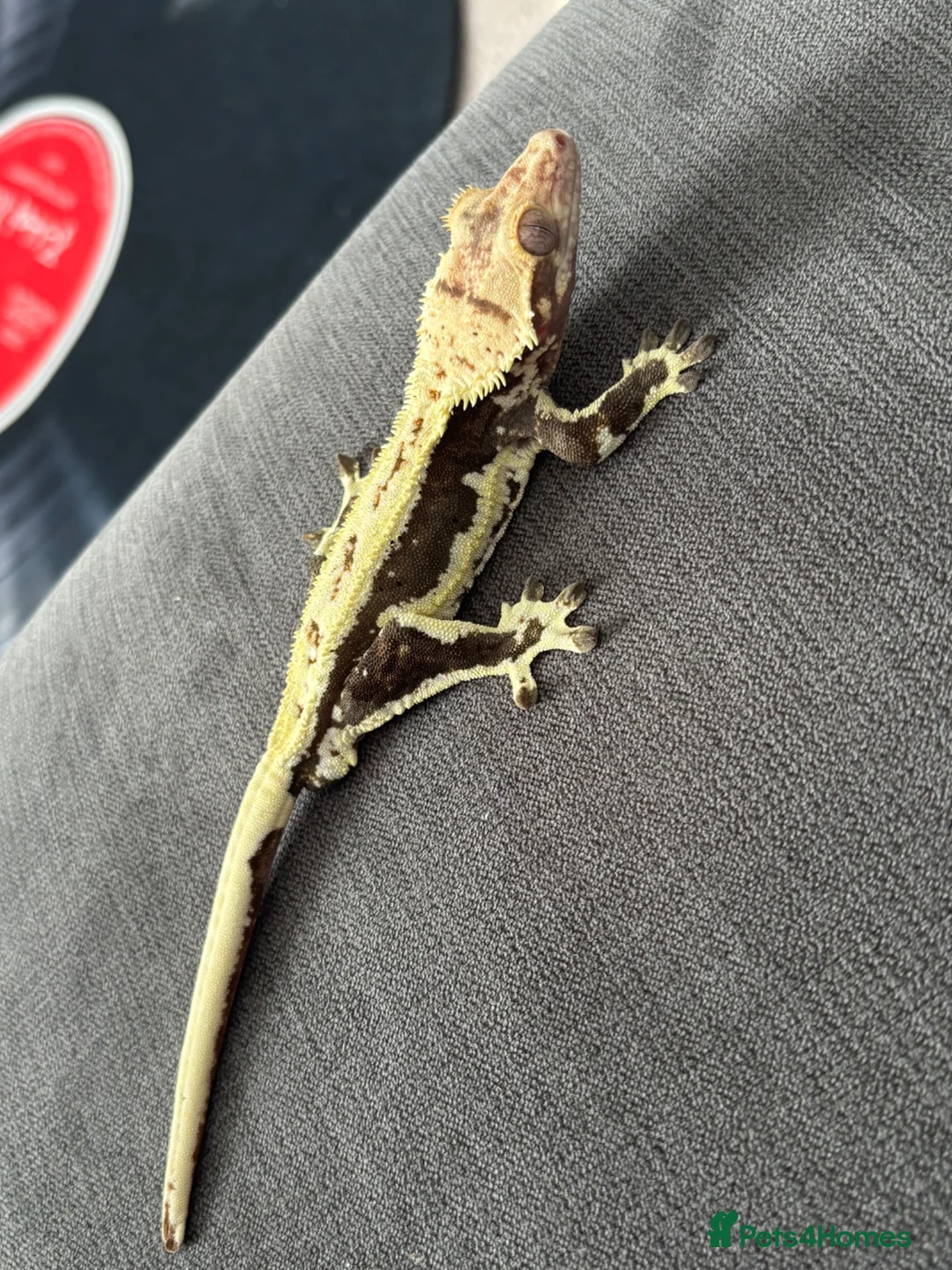 Gecko reptiles for sale: Lilly White Crested Gecko For Sale in Hertford - Advert 5