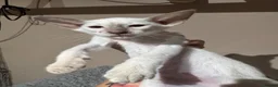 Siamese cats for sale: 1 lilac Siamese girl available ready now  - Advert 11