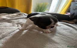 French Bulldog dogs for sale: Adorable French bulldog puppies for sale - Image 30