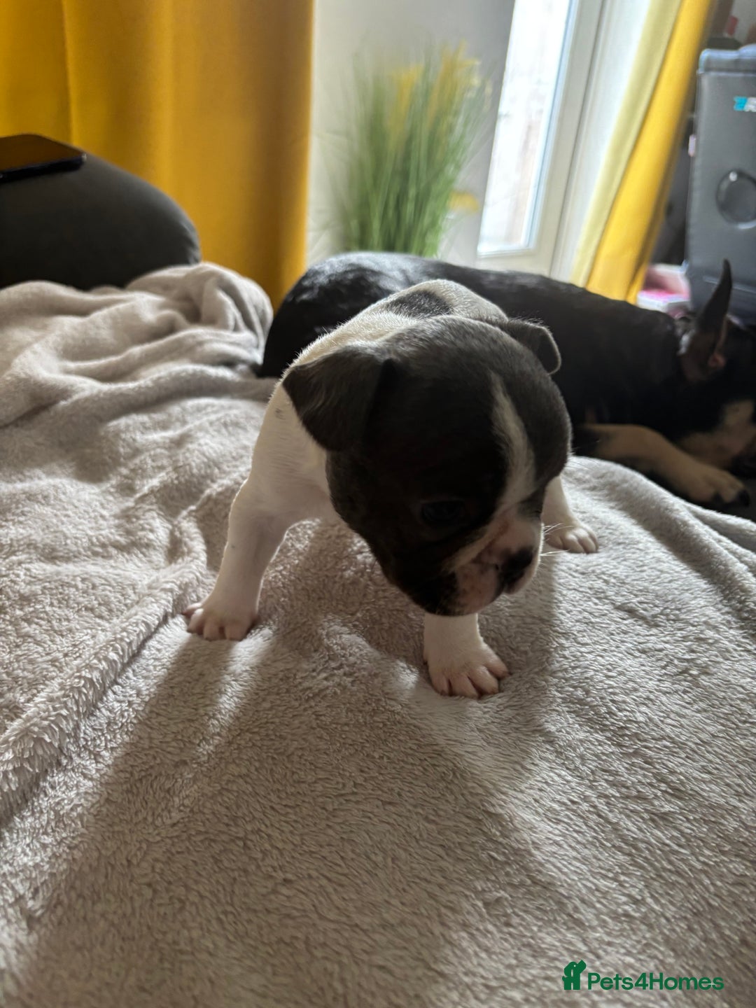 French Bulldog dogs for sale: Adorable French bulldog puppies for sale - Image 30