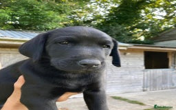 Labrador Retriever dogs for sale: Loving active homes wanted in Axminster - Image 2