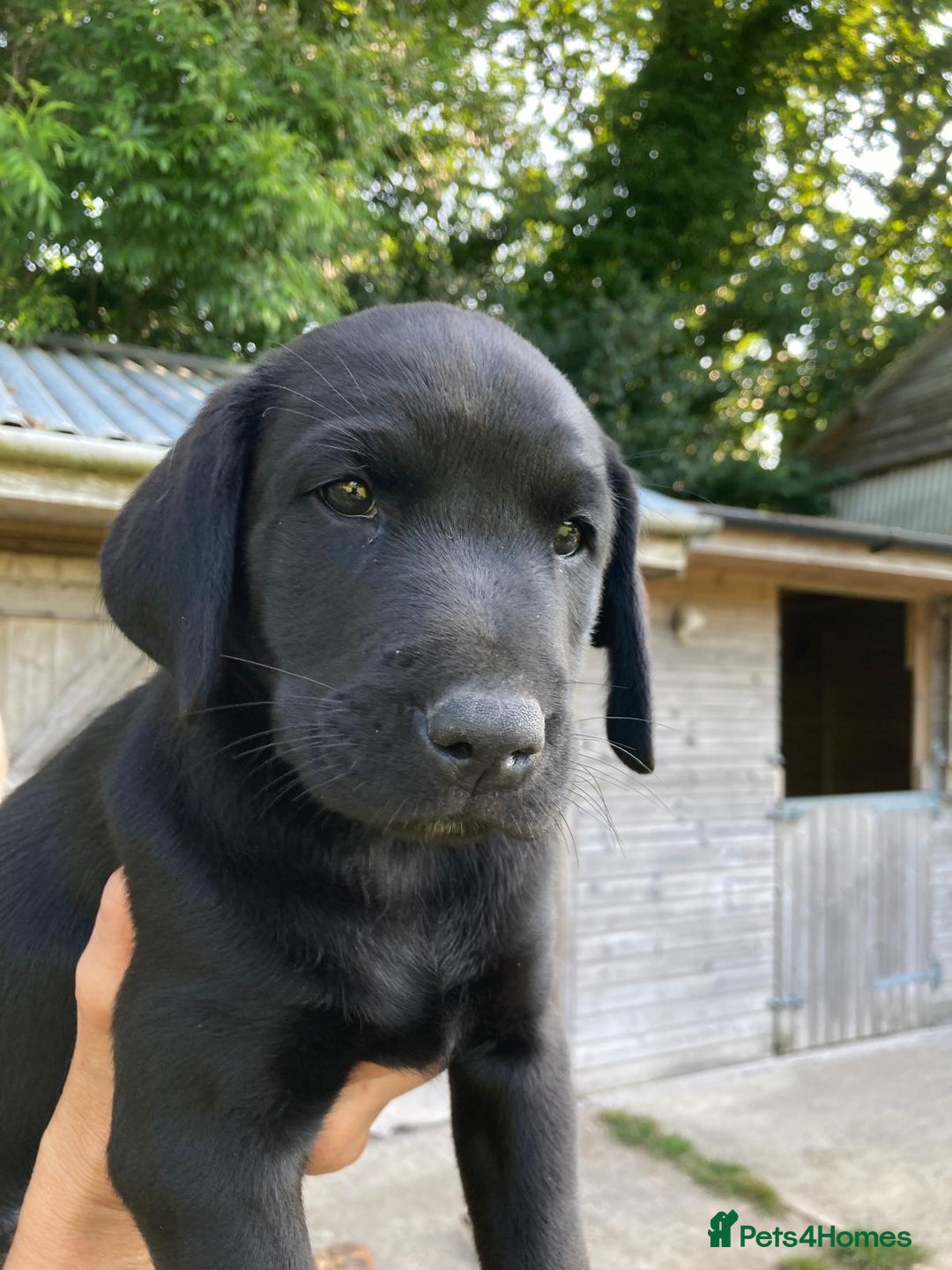 Labrador Retriever dogs for sale: Loving active homes wanted in Axminster - Image 2