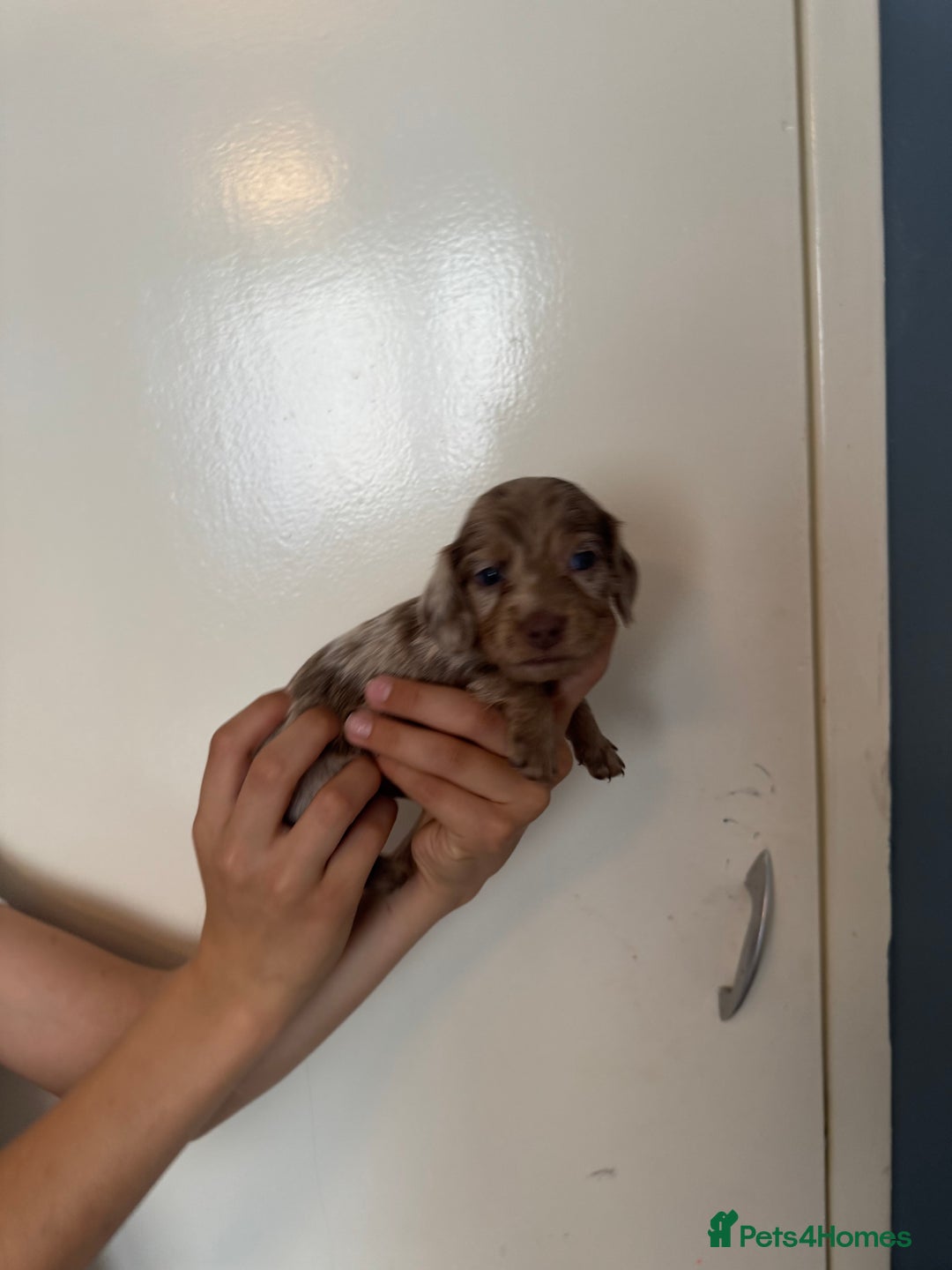 Miniature Dachshund dogs for sale: Miniature dachshund - Image 9