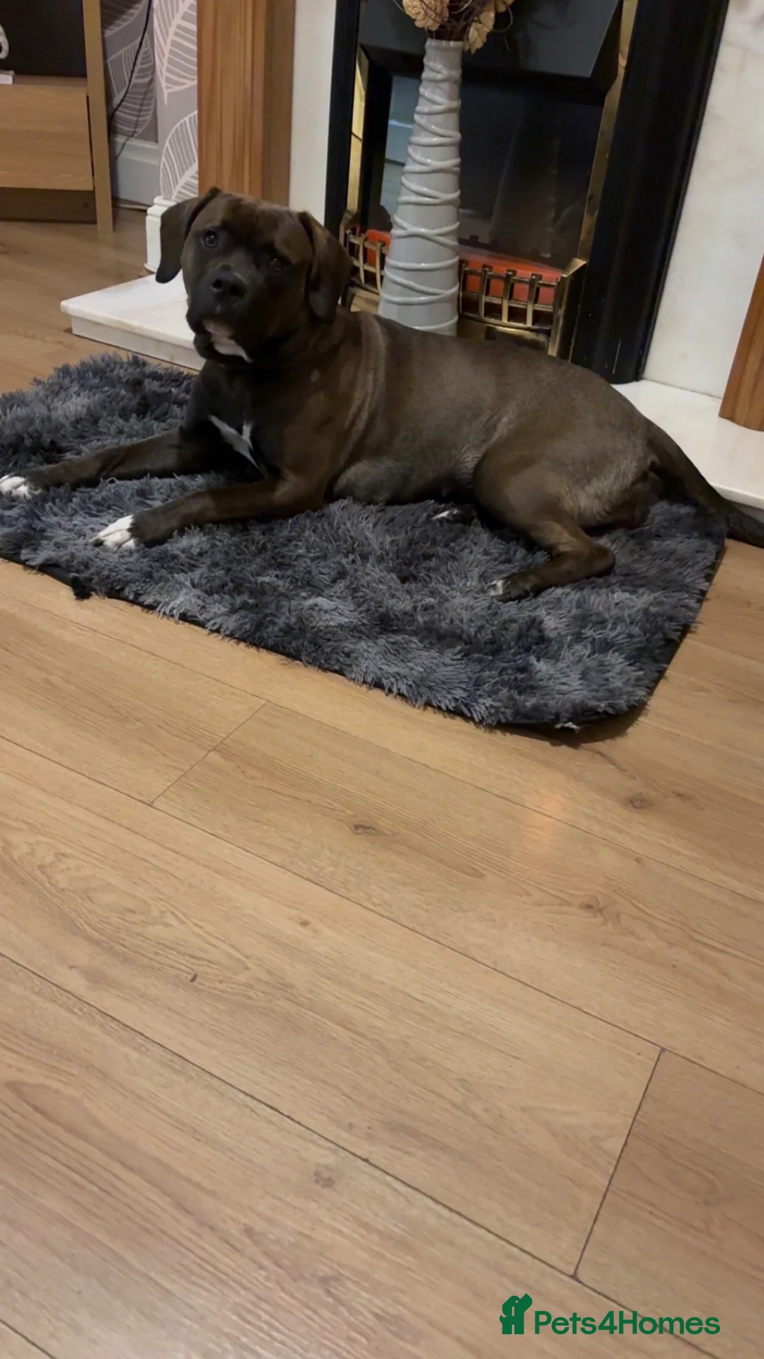 Mixed Breed dogs for sale: Staffy for sale  - Advert 5