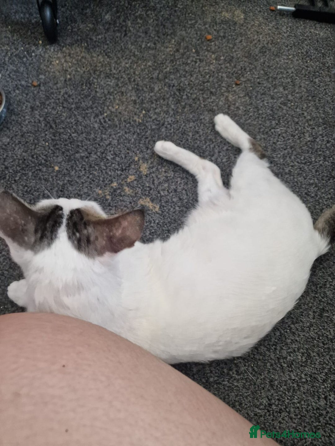 Mixed Breed cats for adoption: 3 year old Indoor Cuddle Buddy  - Image 4