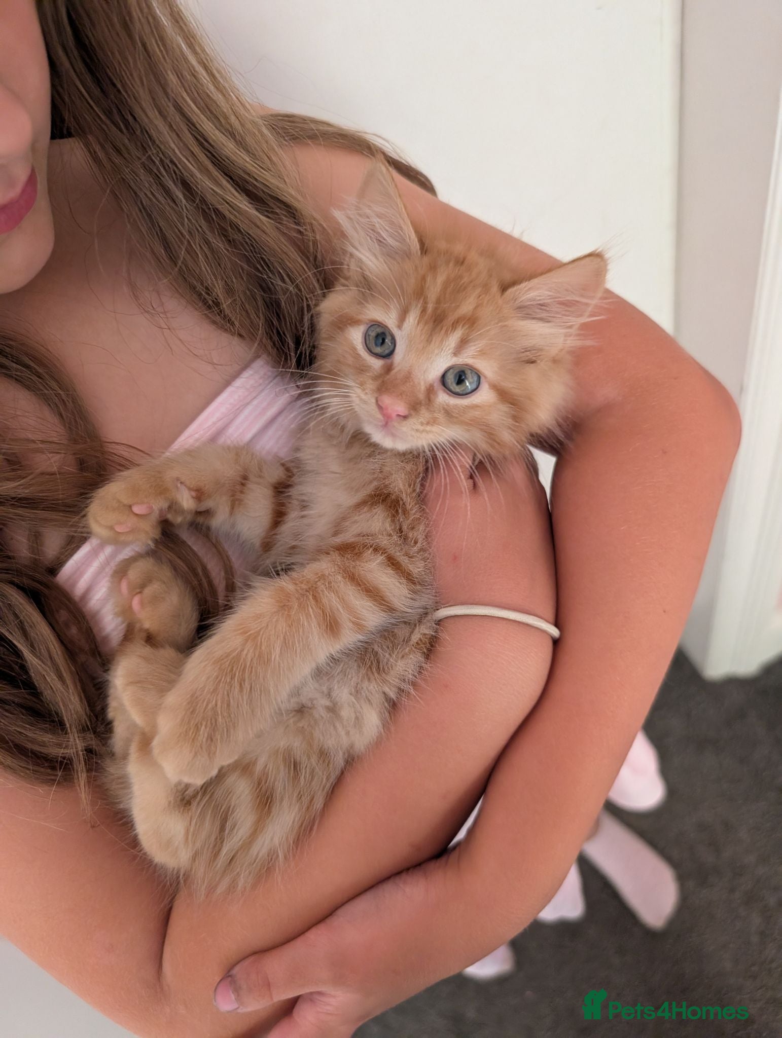 Maine Coon cats Maine coon X kittens very friendly - Advert 1