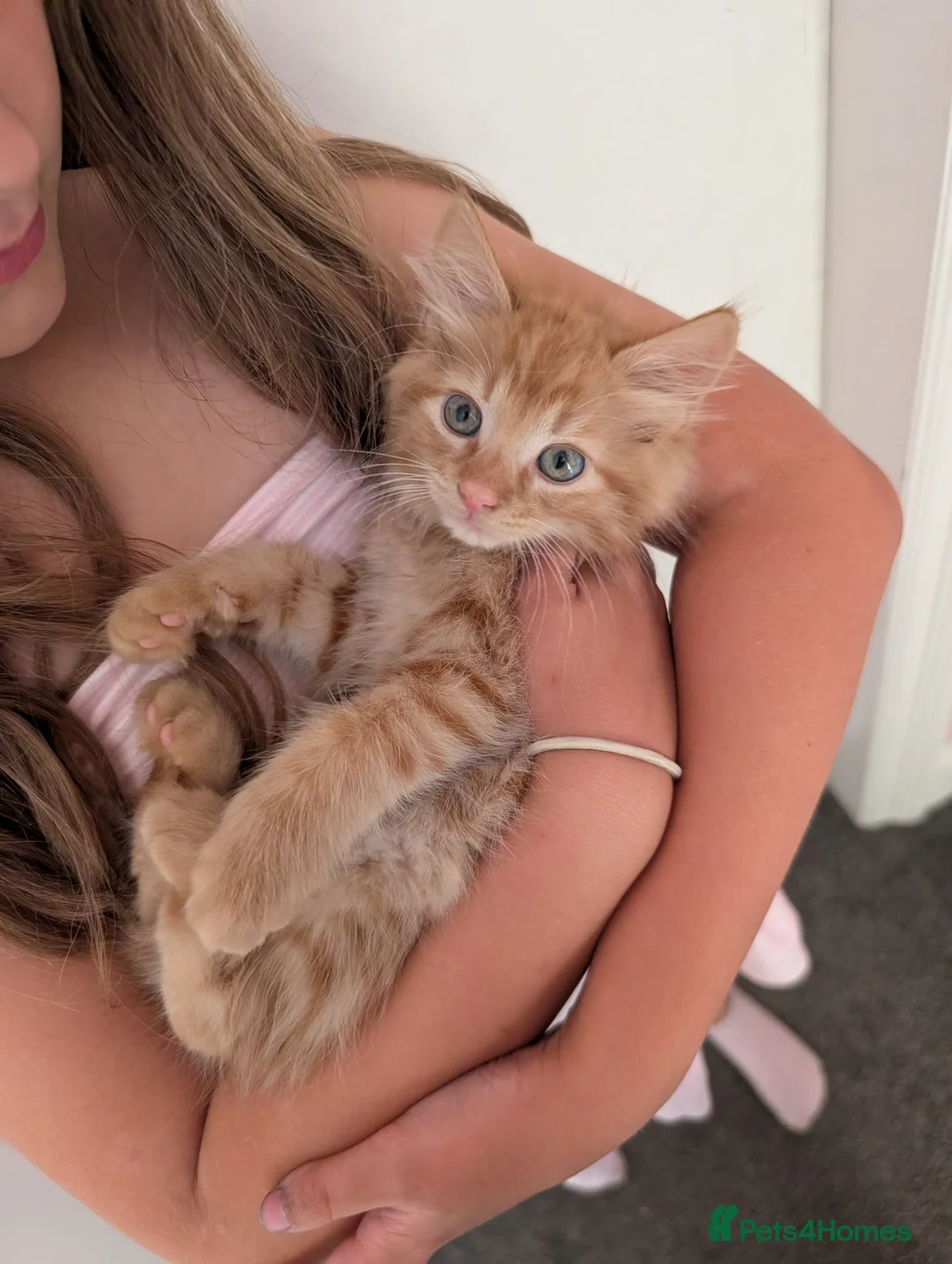 Maine Coon cats for sale: Maine coon X kittens very friendly in Wakefield - Advert 1