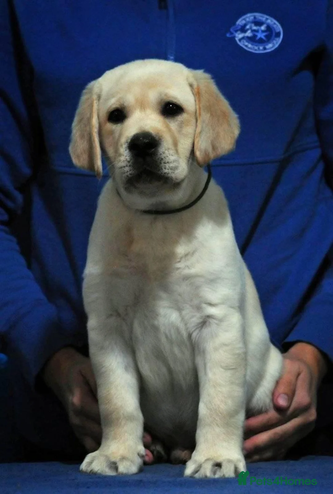 Gallery Image {{count}}