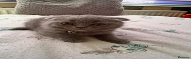British Shorthair 4