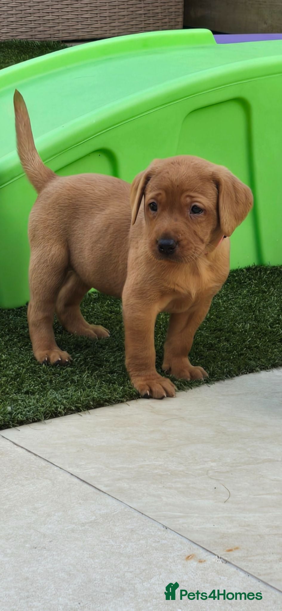 Labrador Retriever dogs Kc registered labrador puppies - Advert 2