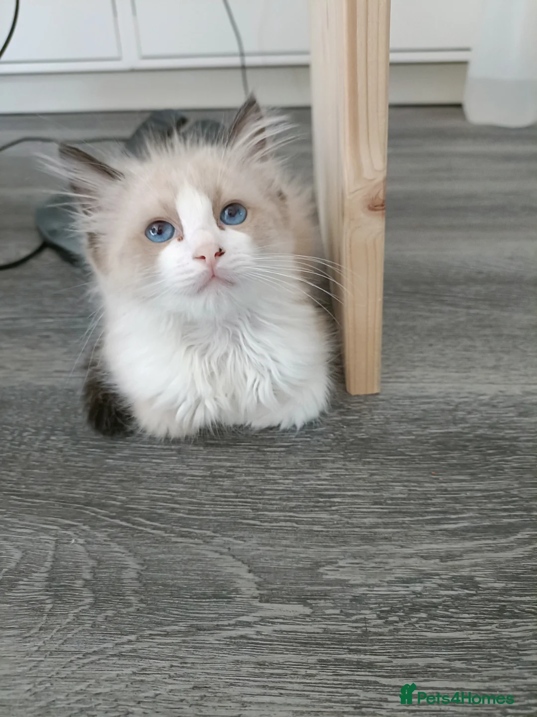 Ragdoll cats for sale: Just one girl left🐾 - Advert 26