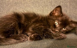 Ragdoll cats for sale: Ragdoll cross kittens - Image 5