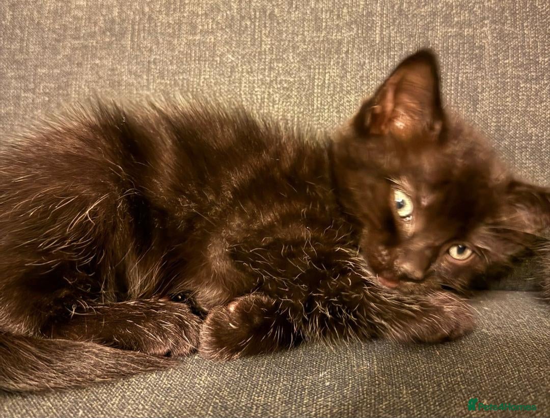 Ragdoll cats for sale: Ragdoll cross kittens - Image 5