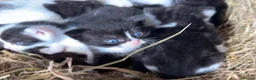 Domestic Shorthair cats for sale: Kittens - Newborn black and white - Advert 3