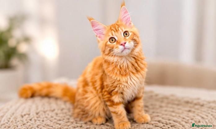 Maine Coon cats Main Coon 🐈 kittens already now  - Advert 1