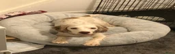 Cocker Spaniel dogs for sale: Hazel  - Advert 4